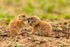 USA-Oklahoma-Wichita Mountains National Wildlife Refuge Baby prairie dogs greeting Art Print